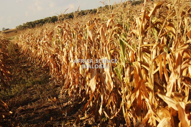 GMO Maize/Bt Maize Farm ready for Harvest in South Africa