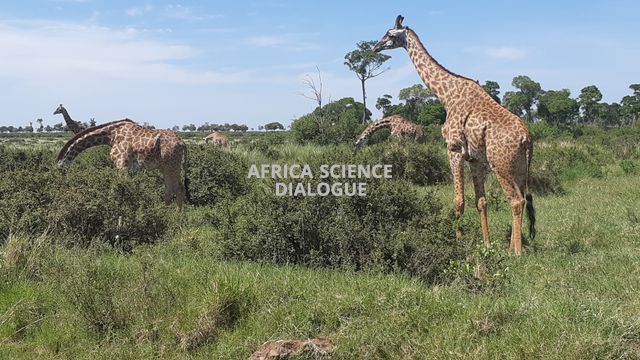 Giraffes at ILRI's Kapiti Research Station and Wildlife Conservancy