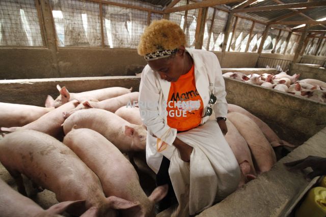 A farmer feeds her pigs in Daiichi Farm, one of the large scale pig farms in Kenya