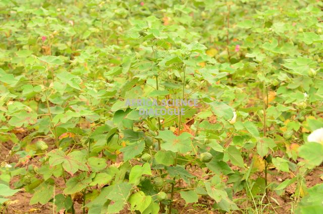 Bt Cotton vegatative crop on a farmers field in Coastal Kenya