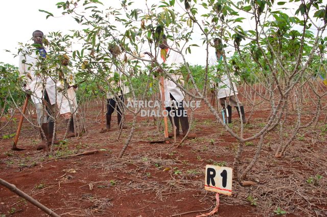 Scientists from Kenya Agricultural and Livestock Research Organization getting ready to harvest GMO cassava in a CFT. The process was closely supervised by officers from Kenya's National Biosafety Authority (NBA).