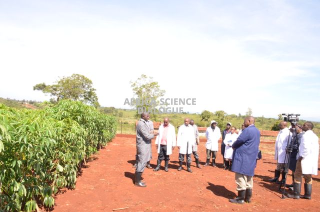 Cassava stakeholders in Kenya visit a GMO cassava confined field trial (CFT) site in Kenya. This was part of a sensitization program on the developed disease-resistant cassava.